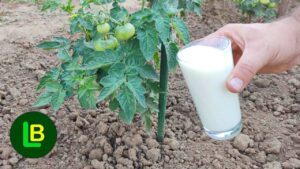 Domates ve Diğer Sebzelere Neden Süt Vermeliyiz 3