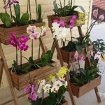 10 Günde Orkide Kurtarma ve Orkide Çoğaltma 5
