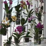 10 Günde Orkide Kurtarma ve Orkide Çoğaltma 8