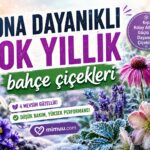 Kışa Soğuğa Dona Dayanıklı 12 Çiçek 13