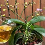 Ayda 1 Fincan Verin Yıl Boyunca Orkideler Çiçek Açsın