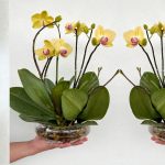 Çiçek Dalından Orkide Nasıl Çoğaltılır?