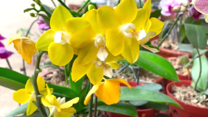 Kuru Soğanla Orkide Nasıl Çoğaltılır? 6
