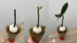 Sarımsakla Orkide Nasıl Çoğaltılır?