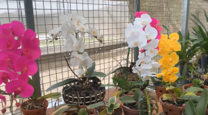 Çürüyen Orkideleri İyileştiren Mucize 3