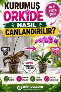 orkide nasıl canlandırılır