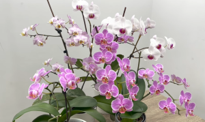 Sarımsakla Orkide Nasıl Çoğaltılır? 3