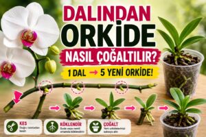 Çiçek Dalından Orkide Nasıl Çoğaltılır? 5
