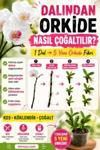 Dalından Orkide Nasıl Çoğaltılır?