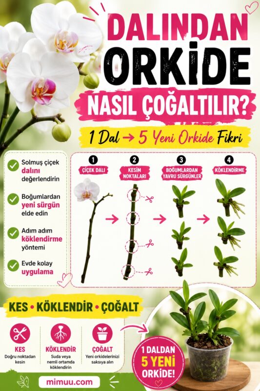 Dalından Orkide Nasıl Çoğaltılır?