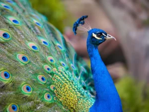 Amigurumi Tavus Kuşu Yapımı 4