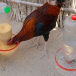 Pet Şişeden Tavuk Yemliği ve Suluk Yapılışı