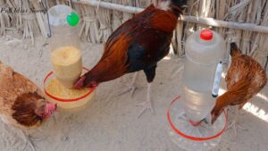 Pet Şişeden Tavuk Yemliği ve Suluk Yapılışı